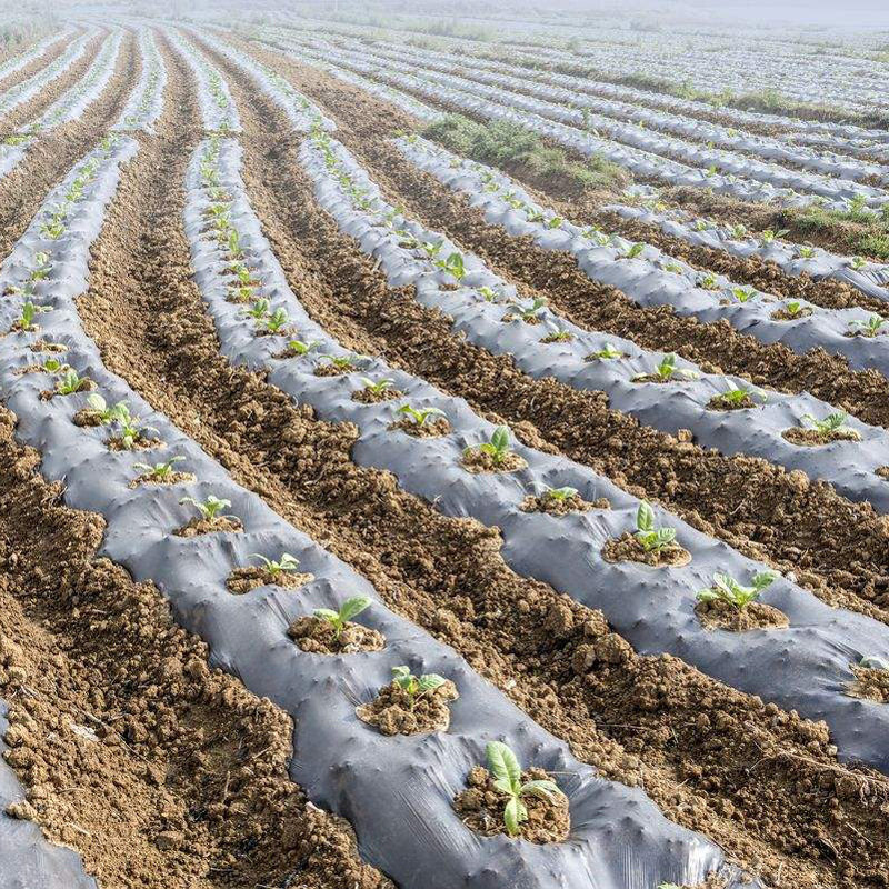 厂家供应农用地膜 蔬菜温室大棚防雨水防草塑料薄膜