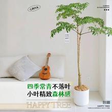 飘枝幸福树客厅盆栽大花盆老桩室内落地大型绿植物原生单杆除甲醛