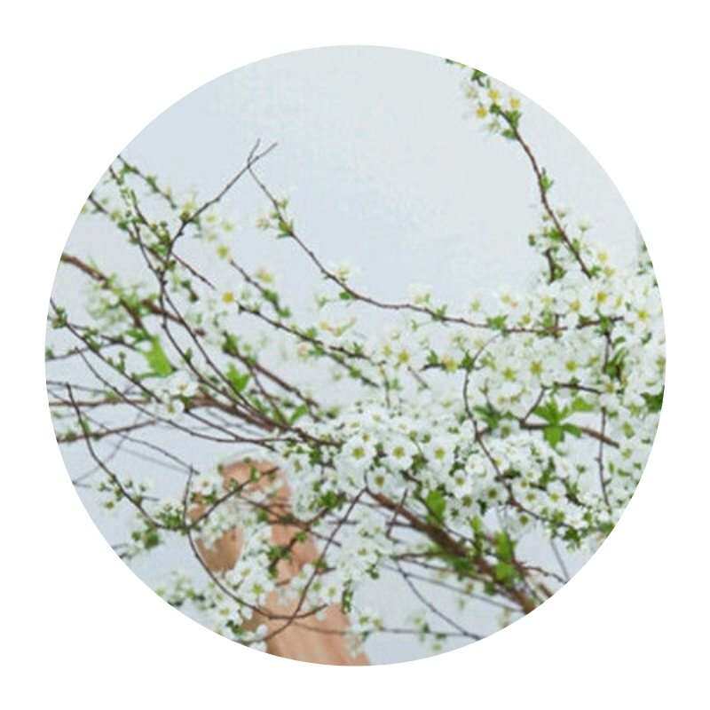 雪柳店铺植物香味清新无土农场剪枝春季春夏书房办公室苗木房间