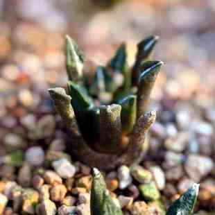 实生黑牡丹园艺仙人球多肉植物花卉绿植毛茸可爱阳台庭院盆栽趣味