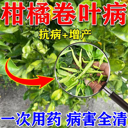 桔子树卷叶病专用治黄化黄龙病害