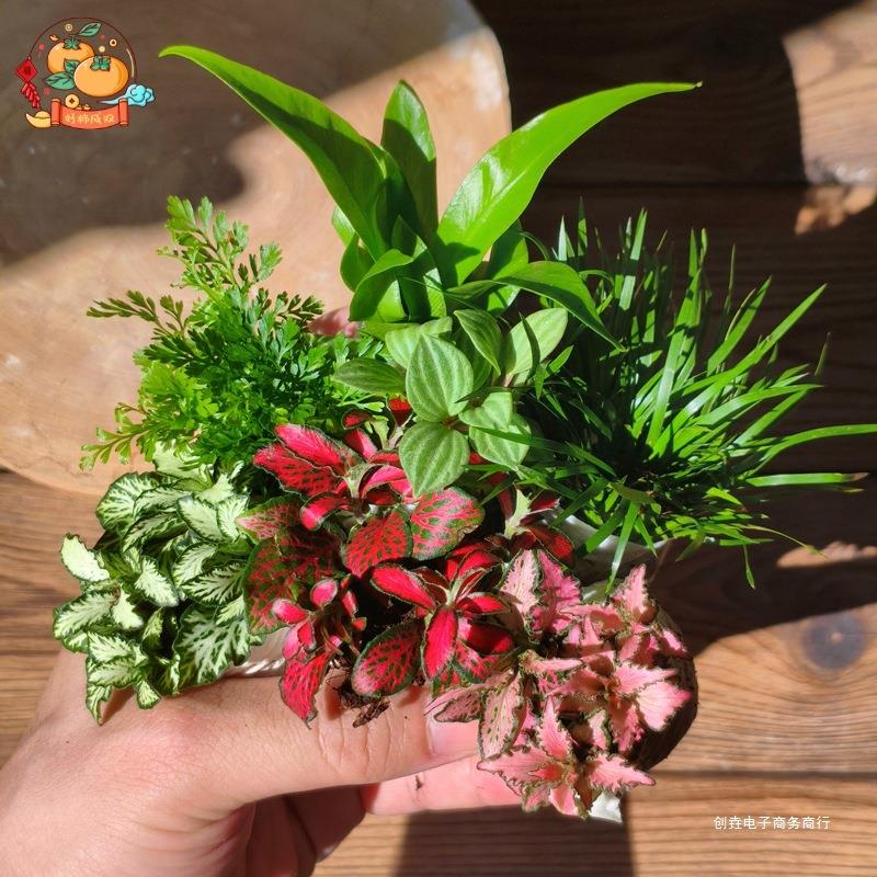 苔藓微景观创意迷你植物组合水陆缸生态缸植物搭配套餐室内绿植