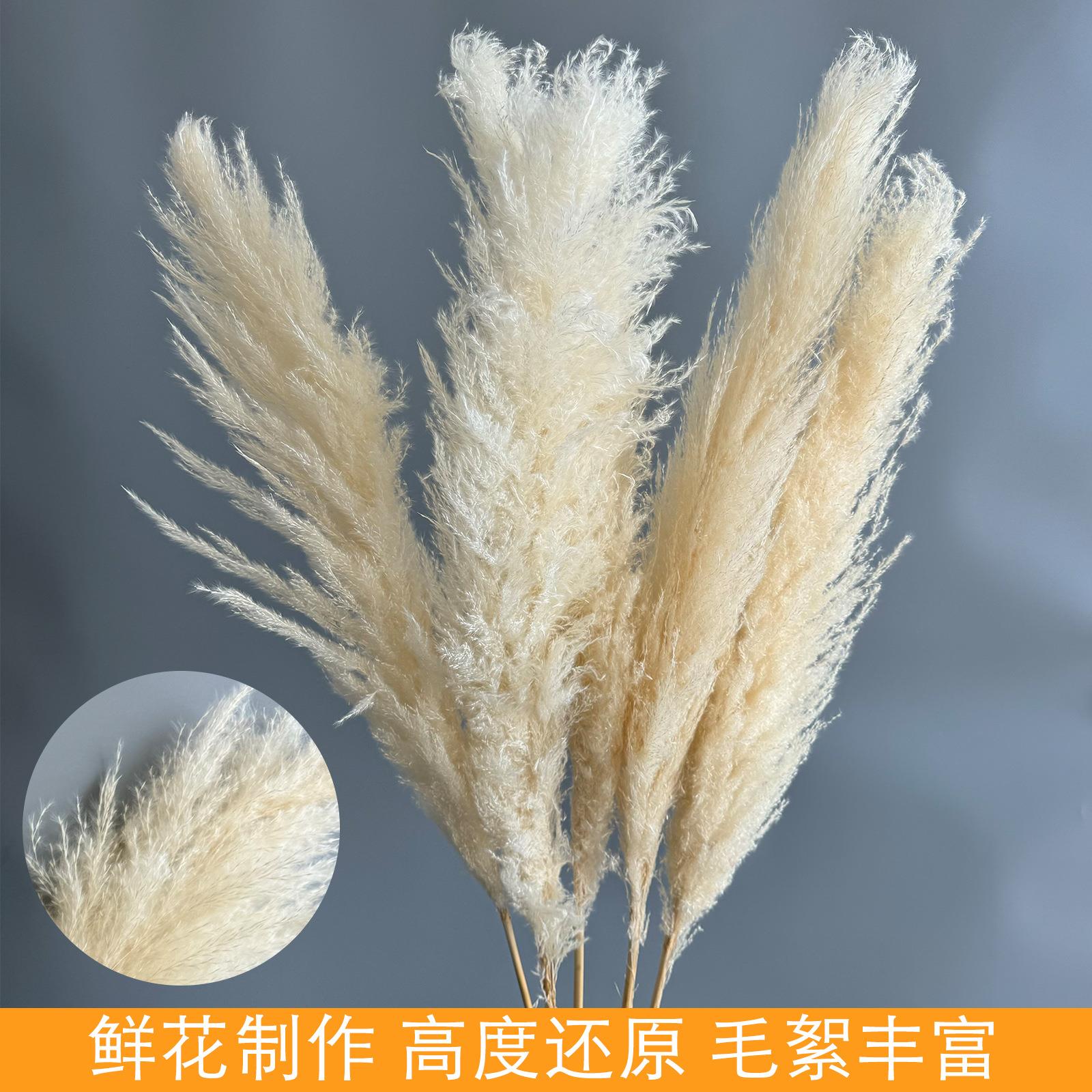 蒲苇原色漂白大芦苇婚庆装饰道具简约百搭居家花束厂家干花