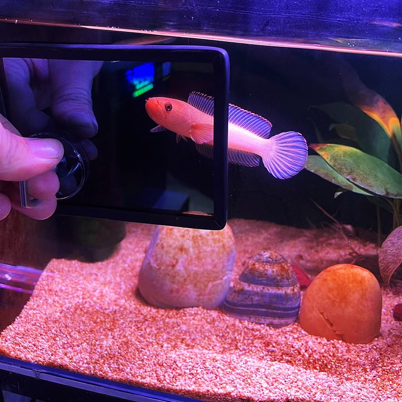 尼奥SOLAR鱼缸灯潜水灯雷龙鱼发色灯日光灯全光谱增色增艳防水