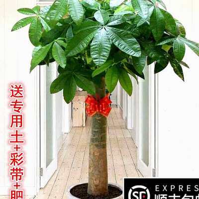 极速盆景阳台绿植装饰大棵开业植物客厅乔迁礼品办公室室内大型发