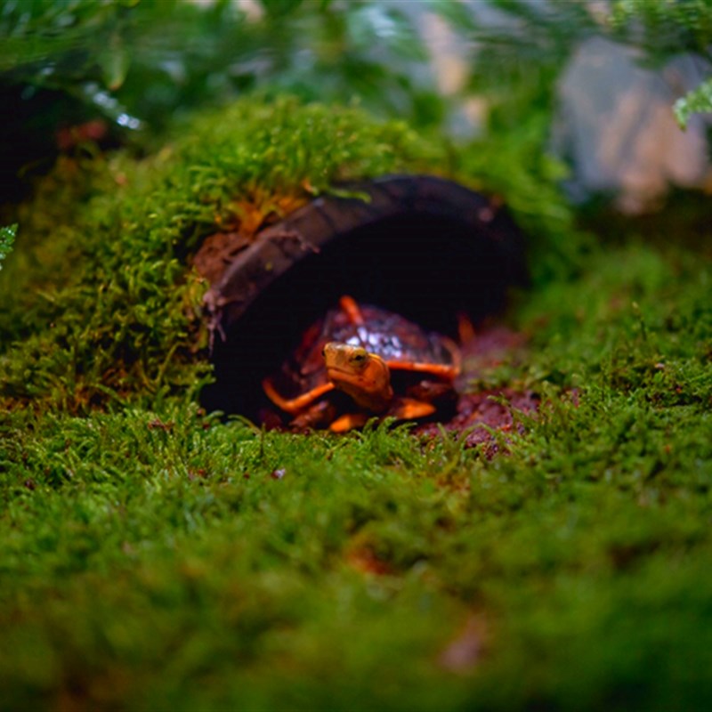 黄缘之家水陆龟缸龟箱乌龟躲避洞穴爬宠爬虫躲避屋鱼类躲避窝瓦片