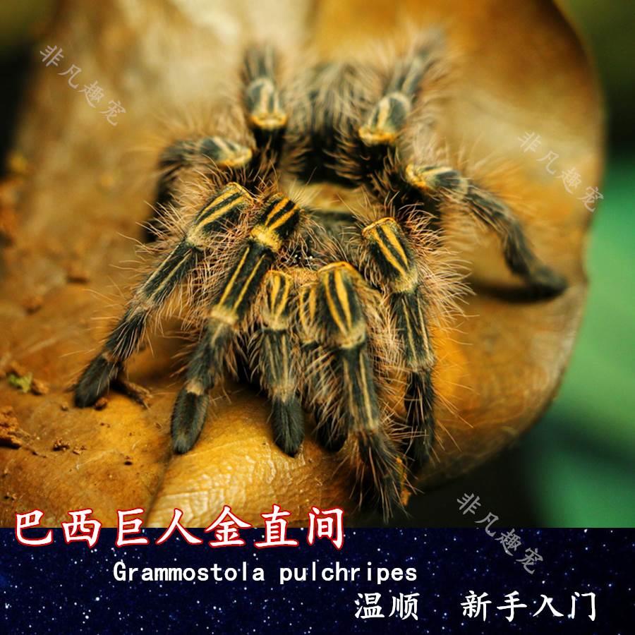 巴西巨人金直间智利火玫瑰大蓝蛛巴西黑白脚巴西白间红尾宠物蜘蛛