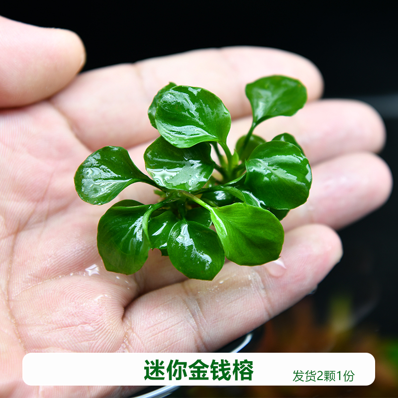 小鱼缸造景阴性辣椒榕绑沉木丹麦迷你小水榕水草懒人活体淡水植物