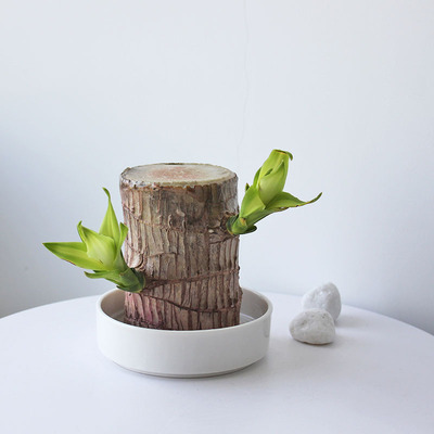 巴西木幸运木水养运水培盆栽幸办公室植物吉祥开业乔迁生日礼物