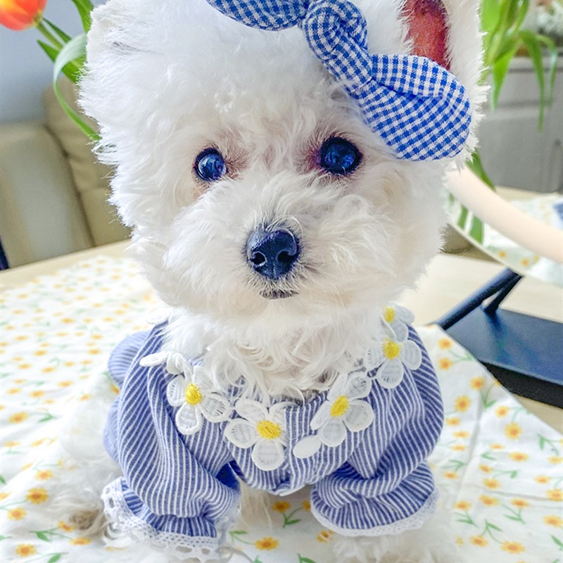 夏季新款狗狗公主风碎花裙子女狗幼犬比熊博美泰迪小狗狗衣服薄款