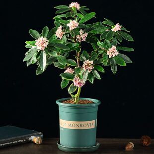 金边瑞香大苗盆栽浓香耐寒花卉室内外观花植物开花大小苗包邮