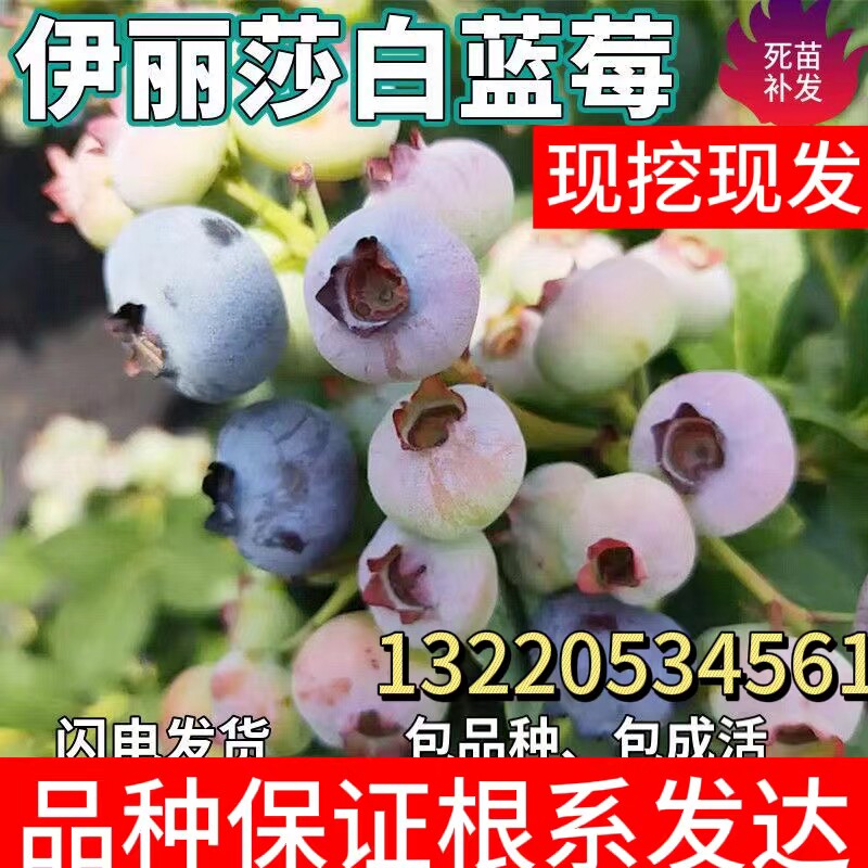 伊丽莎白蓝莓树苗南方北方种植北高丛双季蓝莓树盆栽地栽当年结果