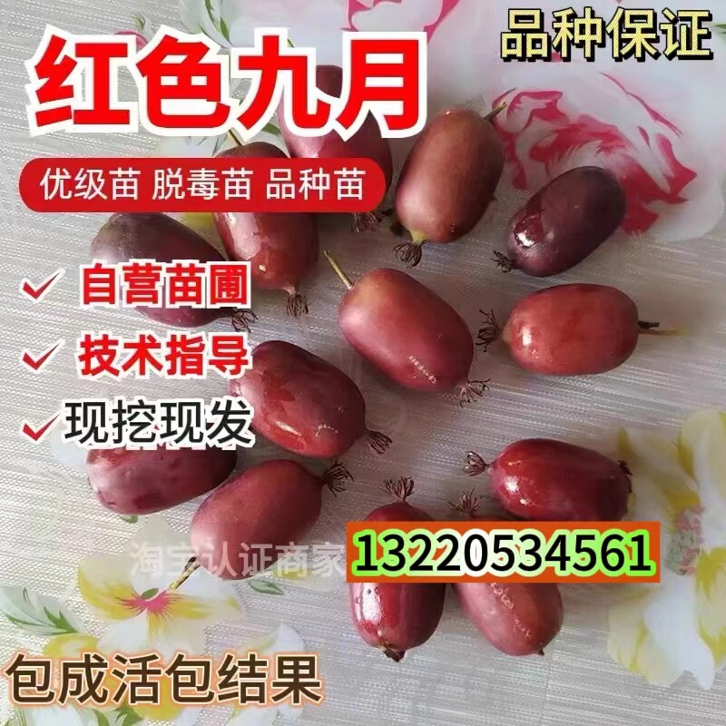 嫁接红色九月软枣猕猴桃树果苗耐寒爬藤红心软枣子猕猴桃苗圆枣子