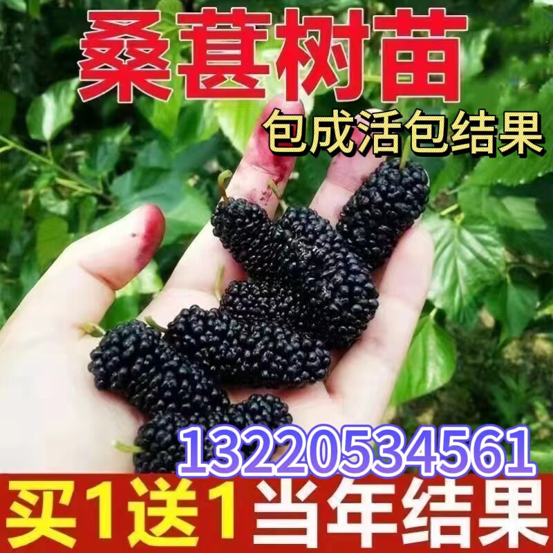 新品种桑葚树苗大果桑树苗长果桑嫁接当年结果南北方想新品种种植