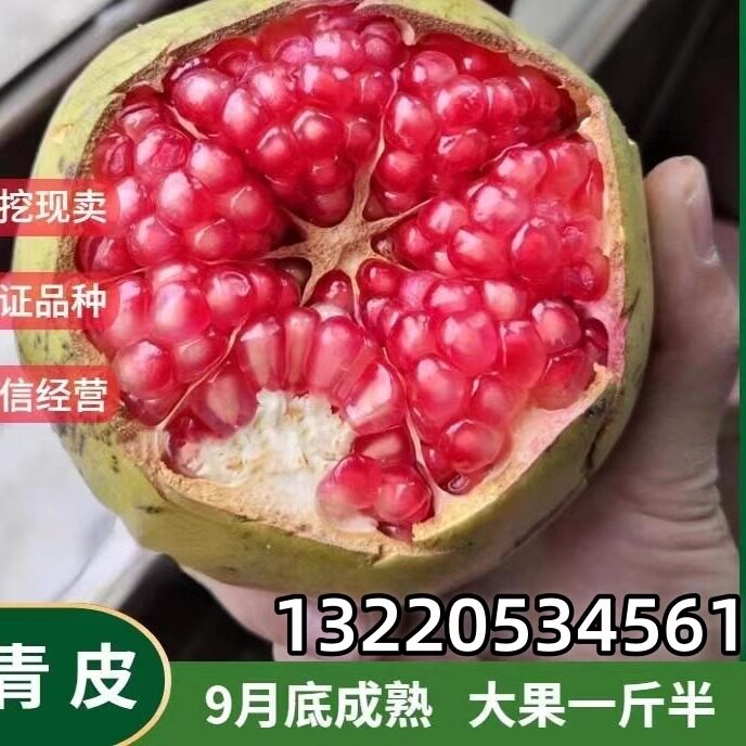 特大马牙石榴树苗硬籽青皮甜石榴苗南方北方盆栽庭院地栽当年结果