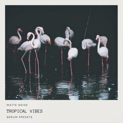 好货热带浩室 GOGOI Tropical House Serum预制音色包 音源 2021
