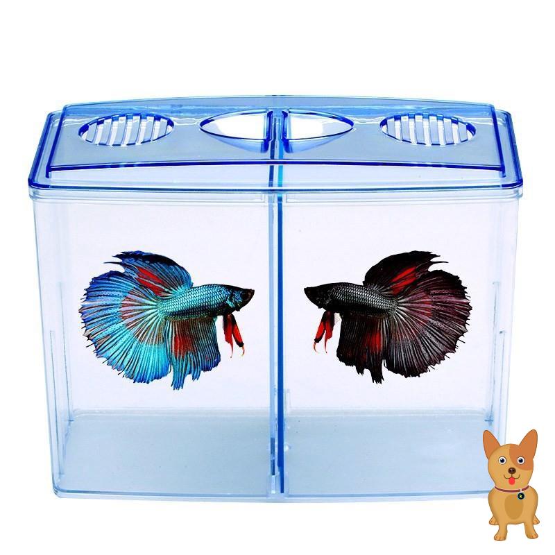斗鱼新双缸小型斗鱼缸斗鱼隔离盒塑料斗鱼盒观赏鱼缸饲养繁殖孵化