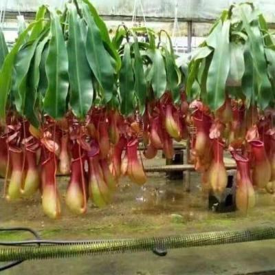 猪笼草盆栽植物驱蚊盆专用花盆马来王巨型植物超大植物二齿大超大