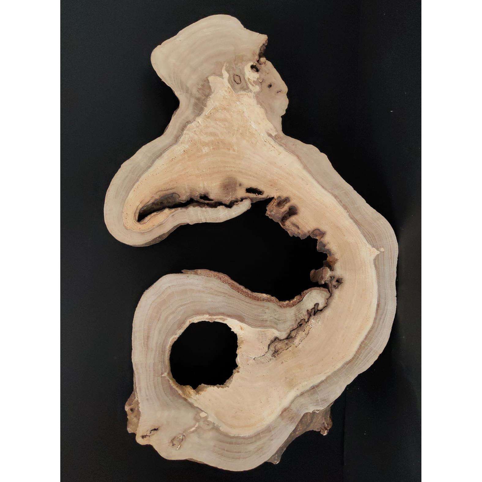 根雕木雕原木风化木枯木香龙柏木片年轮片摆件底托底座居家装饰品