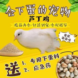 下蛋王芦丁鸡宠物鸡幼鸡网红迷你鸡全色系阳台宠物45天成年青年鸡