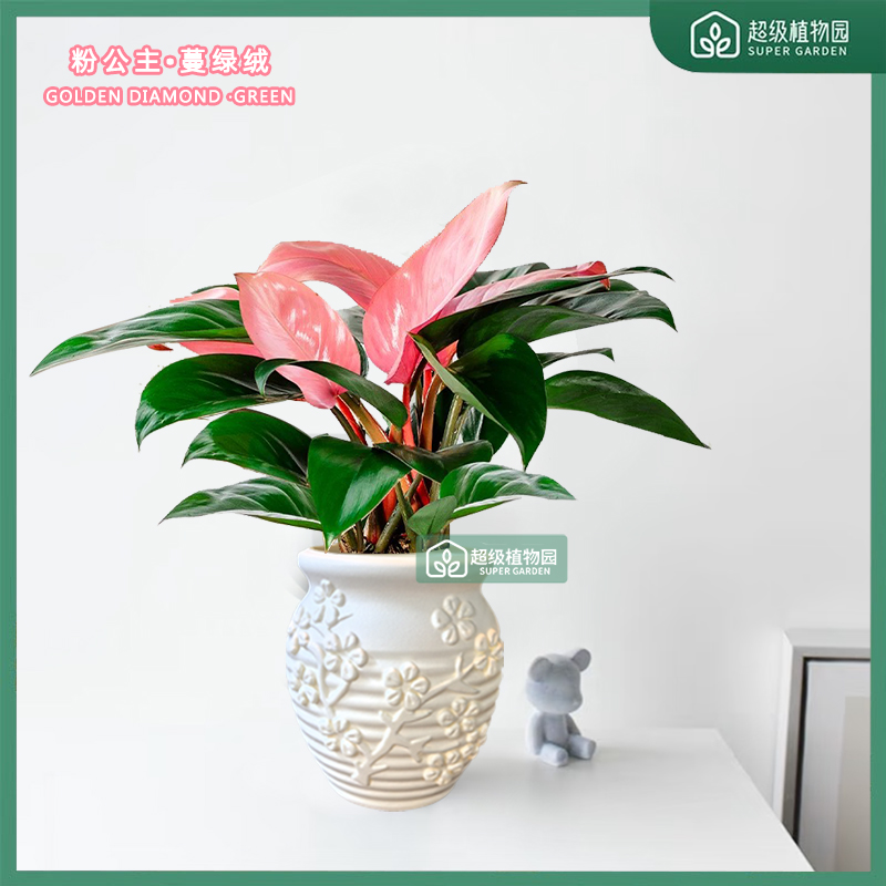 粉钻蔓绿绒盆栽室内客厅高级土培好养桌面绿植花卉