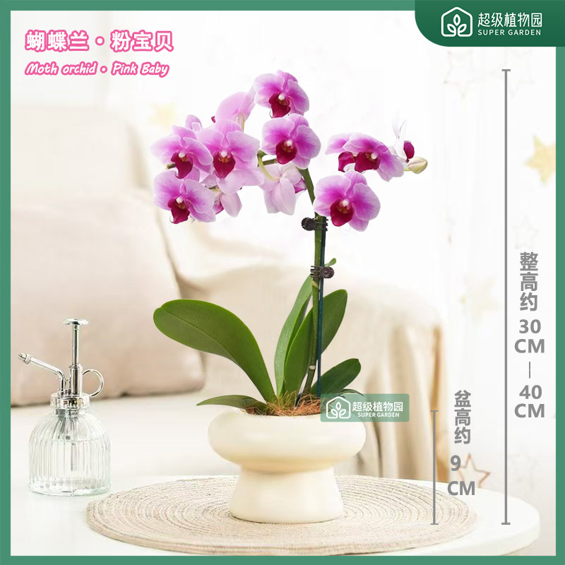 【1-2花剑带花带花苞发货】蝴蝶兰盆栽稀有花卉绿植开花粉宝贝,鲜花速递/花卉仿真/绿植园艺,绿植,淘宝优惠券,粉丝福利购,淘宝优惠卷