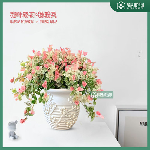 花叶络石五彩藤蔓彩虹花粉色瀑布室内观叶客厅好养绿植