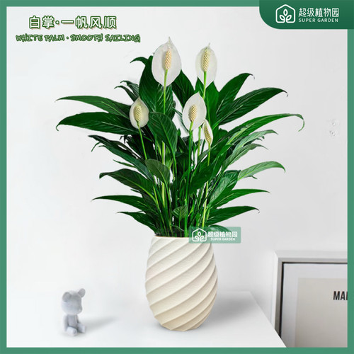 白掌阿曼达美酒盆栽室内观叶植物客厅净化空气办公室桌面好养花卉