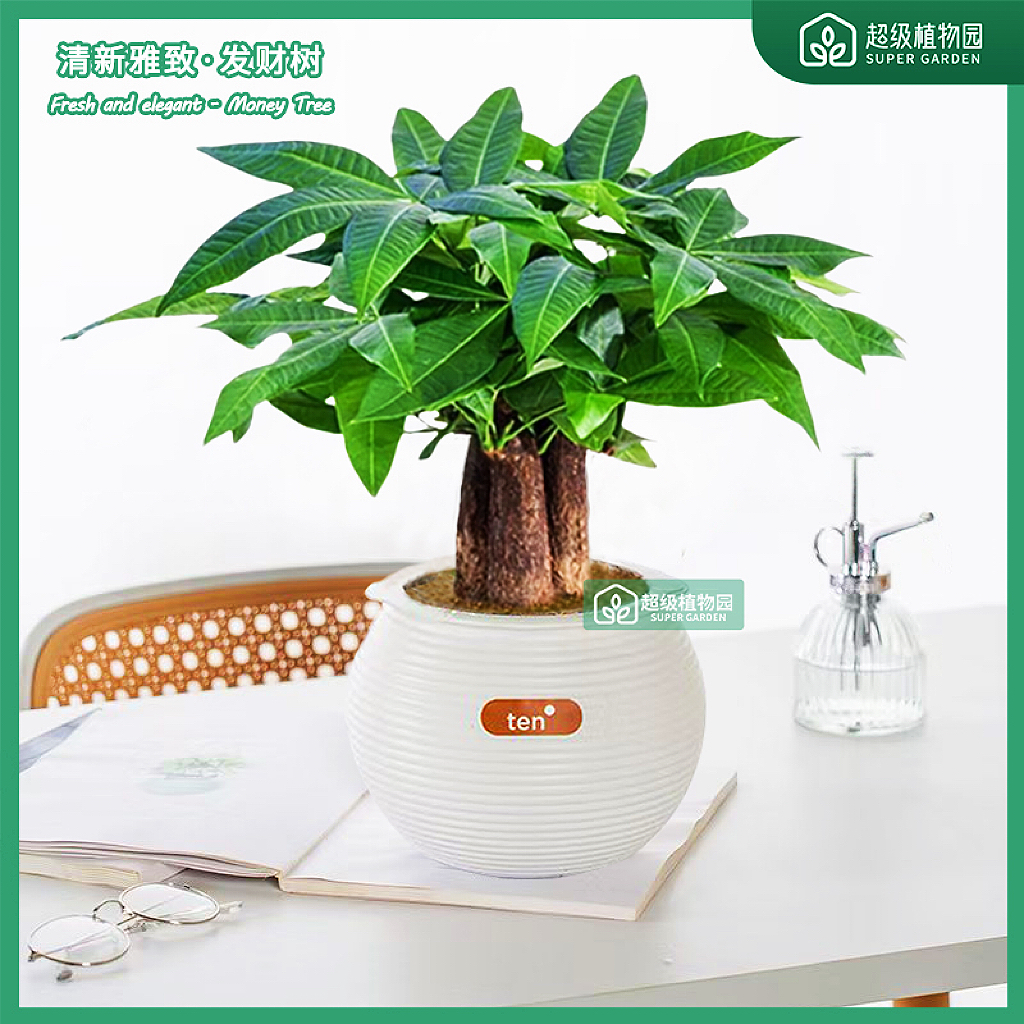 发财树小盆栽室内植物办公室桌面装饰摆件客厅招财绿植净化空气