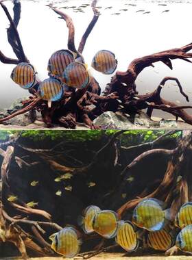 【莫小姐】60-150CM 沉木 造景鱼缸装饰异形南美缸草缸拱桥紫柚木