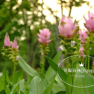 热销姜荷花盆栽带花苞四季开花阳台庭院花卉植物好养易活