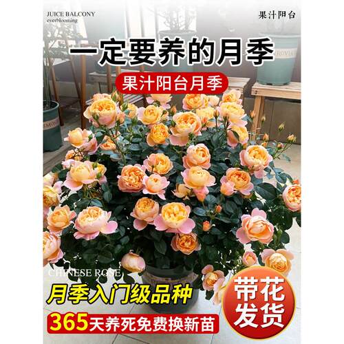 果汁阳台月季花苗灌木大花盆栽室内红果汁阳台多头玫瑰花苗棒棒糖