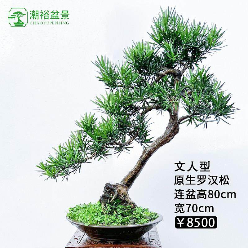 造型罗汉松老桩黄杨真柏盆景小叶紫檀真树室内客厅办公室植物盆栽,鲜花速递/花卉仿真/绿植园艺,造型盆景,淘宝优惠券,粉丝福利购,淘宝优惠卷