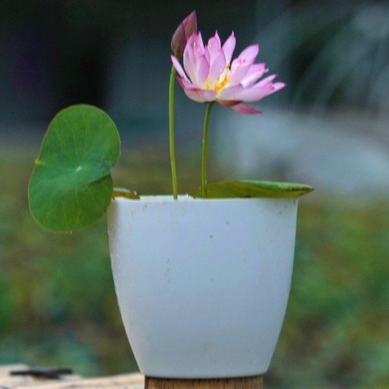 热销微型碗莲种藕根茎成品苗带花苞迷你小荷花小微莲水培水生观赏