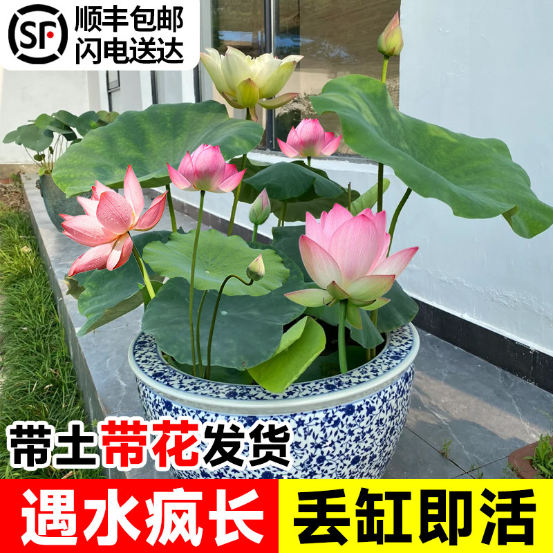 热销荷花盆栽水养观赏藕种鱼缸造景莲花藕苗池塘水生植物花卉碗莲