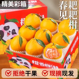 四川春见耙耙柑粑粑柑10斤水果当季新鲜整箱丑糖橘沃蜜金桔子彩箱