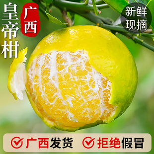 正宗广西皇帝柑大果10斤桔子新鲜水果蜜桔橘子丑耙粑贡柑砂糖沃5