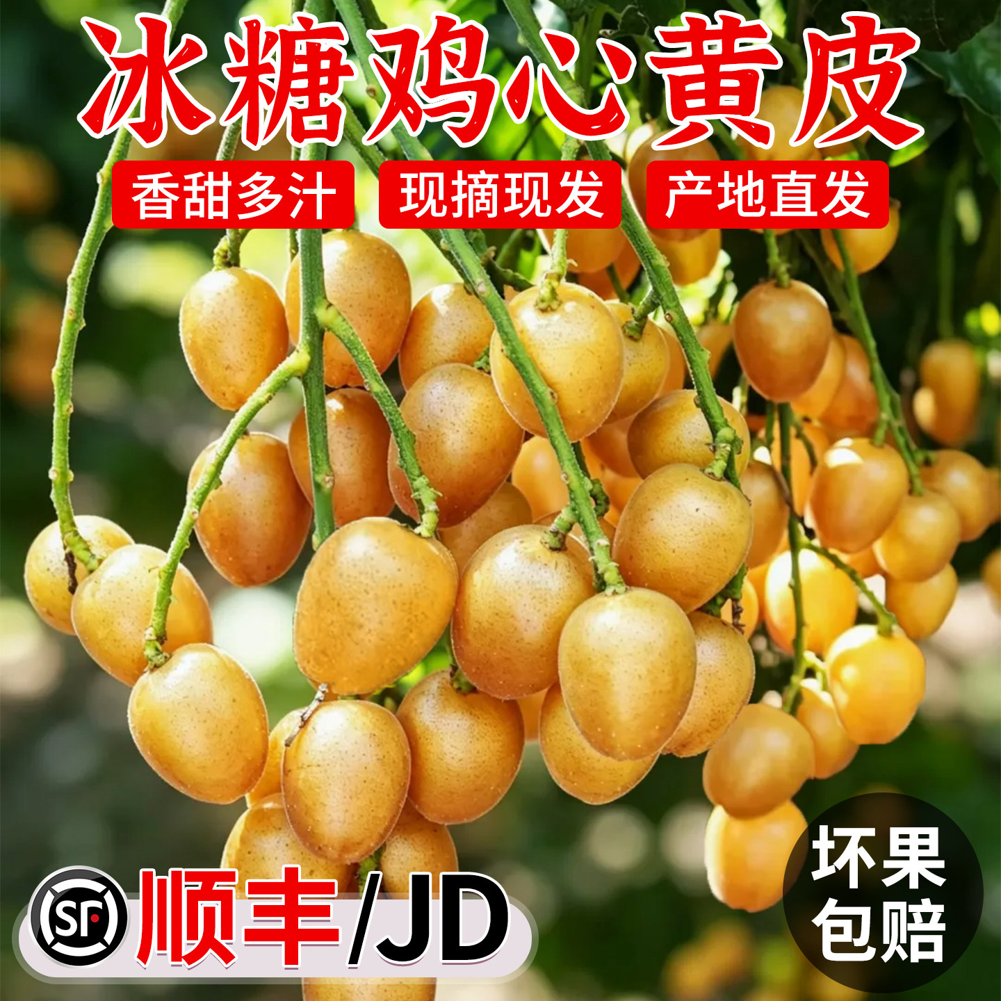 顺丰老树冰糖鸡心黄皮现摘现发