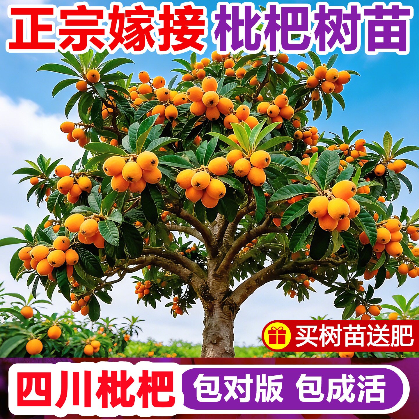 四川核枇杷苗大五星早熟无核砂糖枇杷苗嫁接苗盆栽特大南北方种植