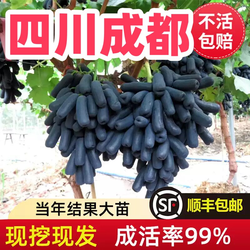 四川葡萄树苖小苗巨峰阳光玫瑰葡萄苗夏黑妮娜皇后葡萄树南北种植
