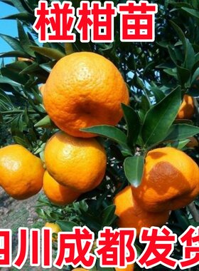 果苗晚熟椪柑苗芦柑树苗嫁接苗果树苗南北方种植盆栽白桔当年结果