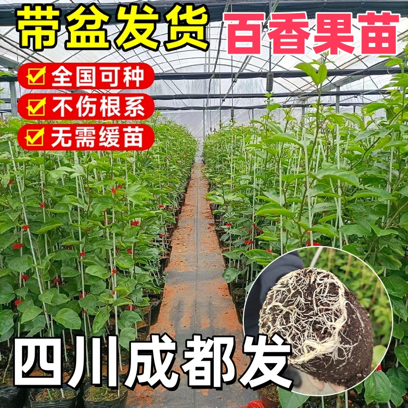 1米特大苗百香果树苗纯甜钦密9号黄色台农爬藤庭院种植四季结果