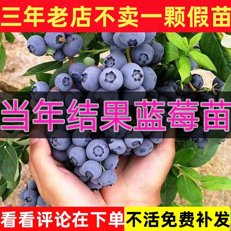 四川成都蓝莓树苗薄雾兔眼蓝莓果树盆栽地栽带土阳台南方北方种植