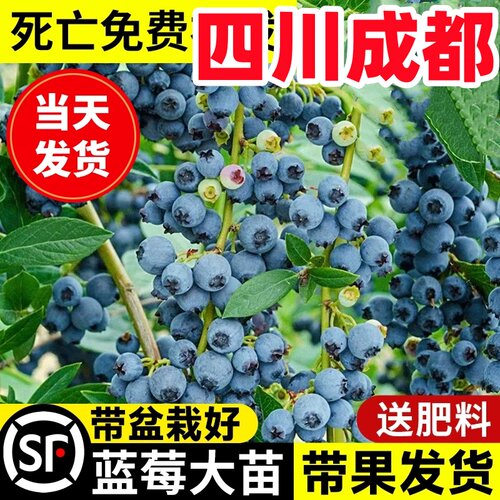 四川蓝莓树苗L25优瑞卡盆栽地栽带土阳台南方北方庭院种植当年结