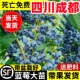 四川蓝莓树苗L25优瑞卡盆栽地栽带土阳台南方北方庭院种植当年结
