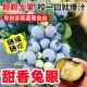 四川成都蓝莓树苗薄雾兔眼f6蓝莓果树盆栽地栽带土阳台南北方种植