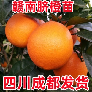 赣南脐橙苗嫁接苗脐橙苗南北方种植果树苗橙子树苗盆地载当年结果