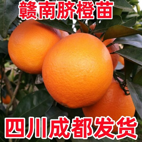 赣南脐橙苗嫁接苗脐橙苗南北方种植果树苗橙子树苗盆地载当年结果