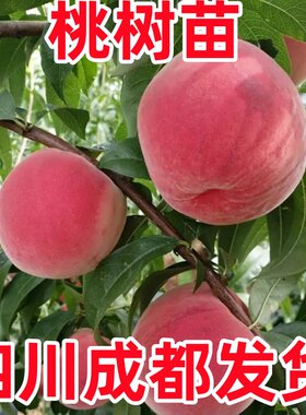 桃树苗嫁接苗大冬桃油桃黄桃树苗南方北方种植当年结果果树果苗