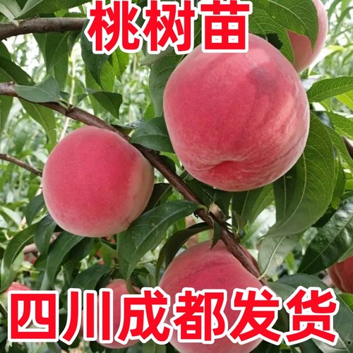 桃树苗嫁接苗大冬桃油桃黄桃树苗南方北方种植当年结果果树果苗